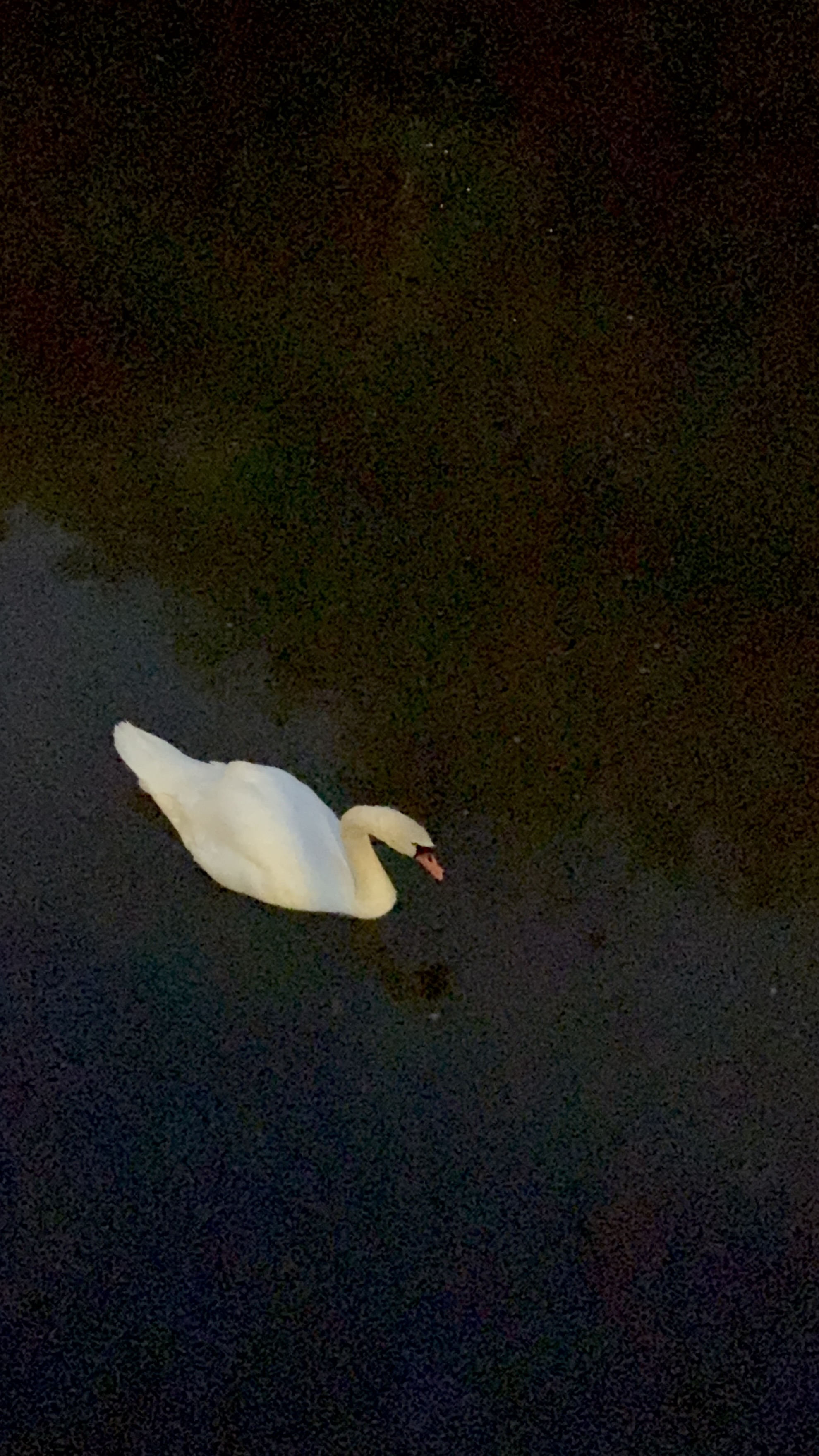A lone swan drifting across the dark evening water.